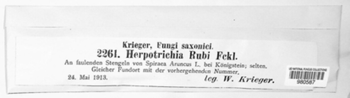 Herpotrichia herpotrichoides image